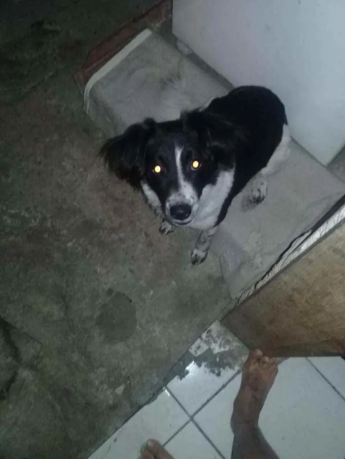 Cachorro ra a SRD idade 7 a 11 meses nome ??
