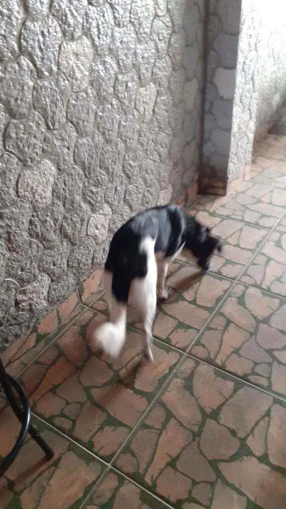 Cachorro ra a SRD idade 7 a 11 meses nome ??