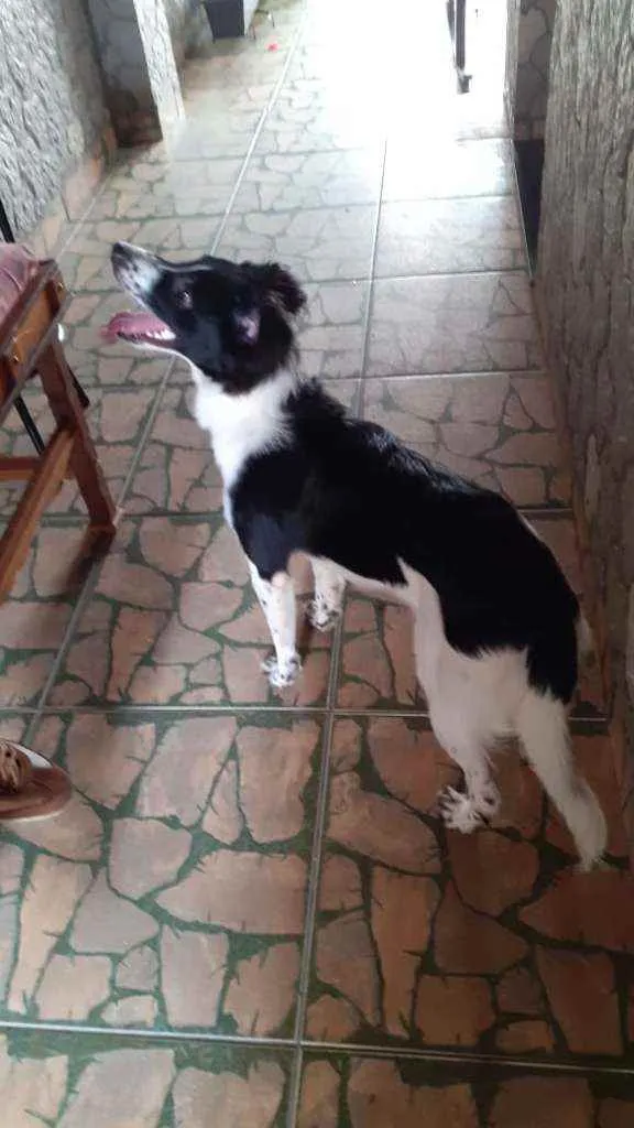 Cachorro ra a SRD idade 7 a 11 meses nome ??