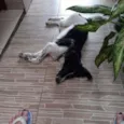 ??