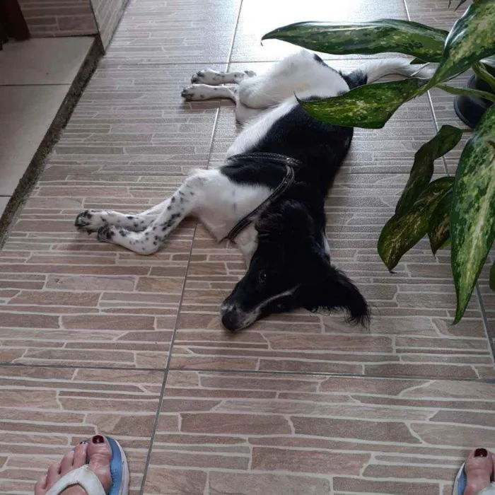 Cachorro ra a SRD idade 7 a 11 meses nome ??