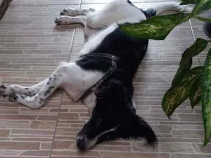 Cachorro raça SRD idade 7 a 11 meses nome ??