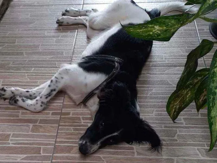 Cachorro ra a SRD idade 7 a 11 meses nome ??
