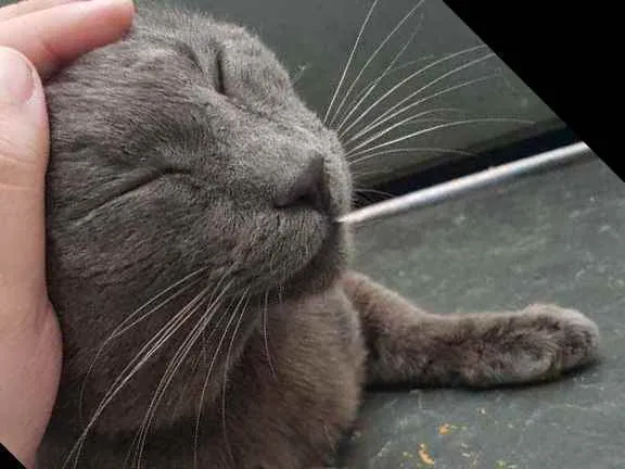 Gato ra a SRD-ViraLata idade 1 ano nome Blue