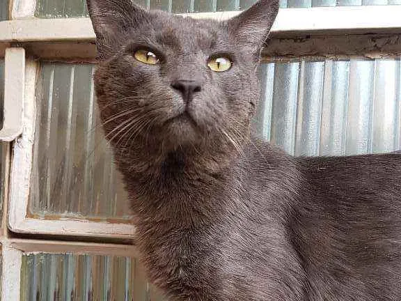 Gato ra a SRD-ViraLata idade 1 ano nome Blue