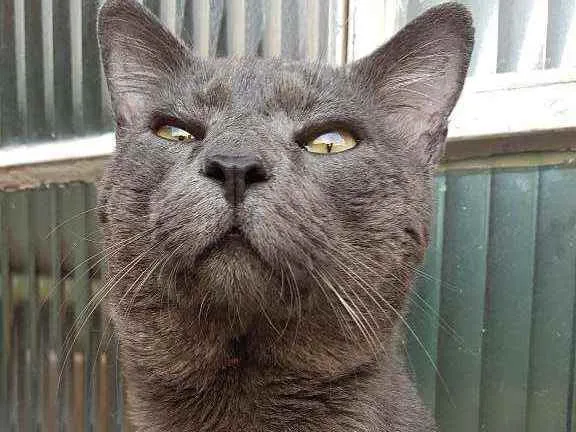 Gato ra a SRD-ViraLata idade 1 ano nome Blue