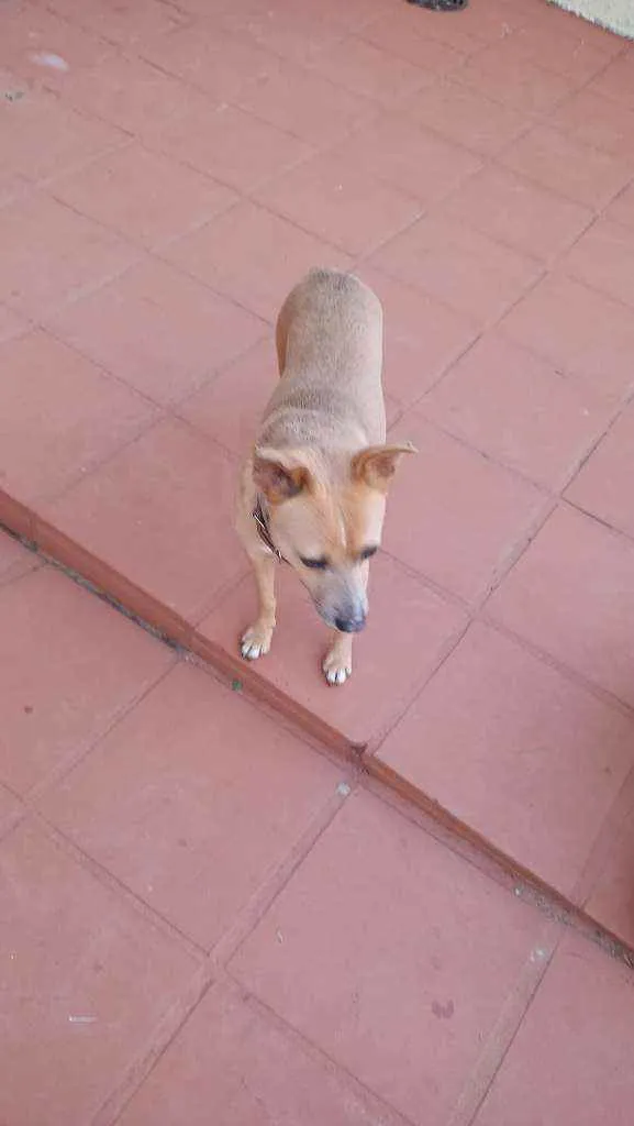 Cachorro ra a SRD idade 2 anos nome Pitoco