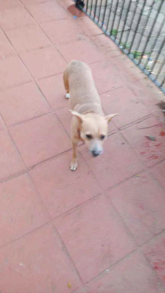 Cachorro ra a SRD idade 2 anos nome Pitoco