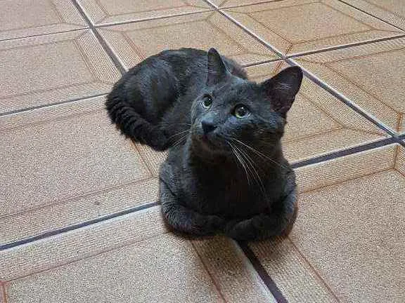 Gato ra a SRD-ViraLata idade 1 ano nome Blue