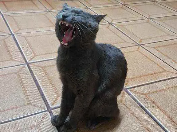 Gato ra a SRD-ViraLata idade 1 ano nome Blue