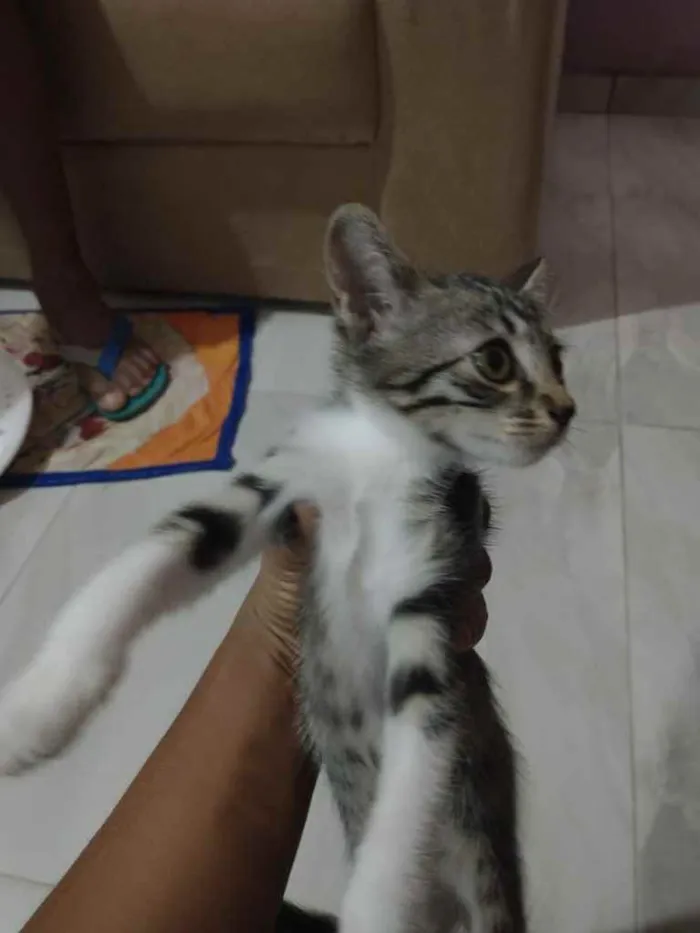 Gato raça Srd idade 2 a 6 meses nome Filhotinha