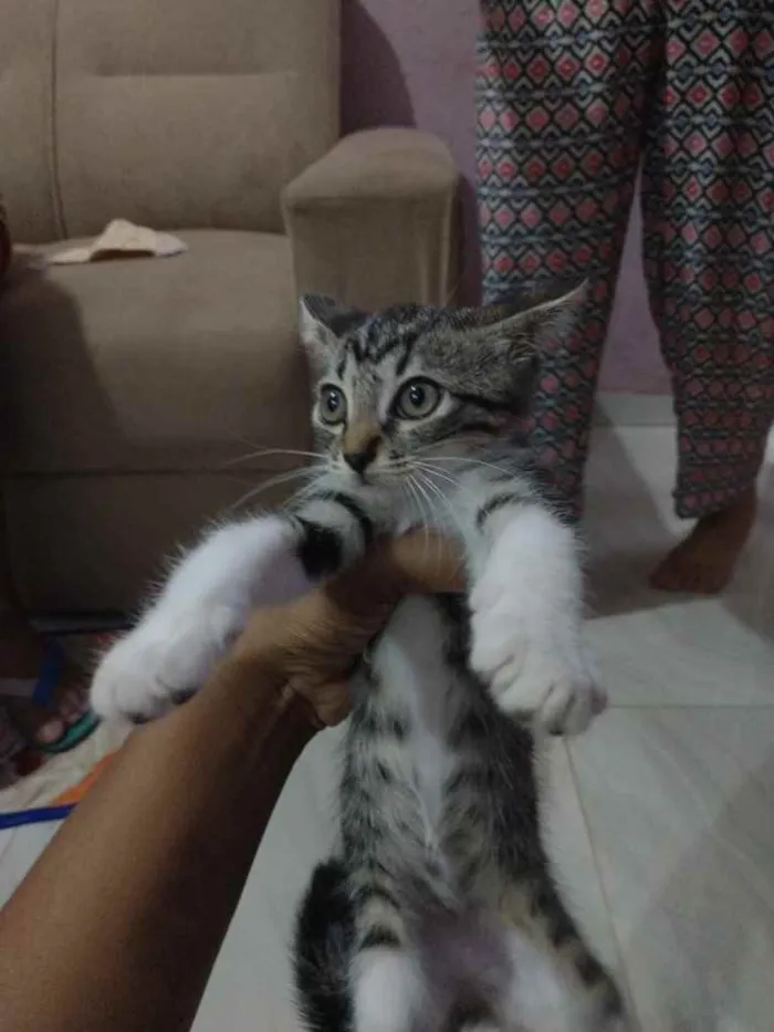 Gato raça Srd idade 2 a 6 meses nome Filhotinha