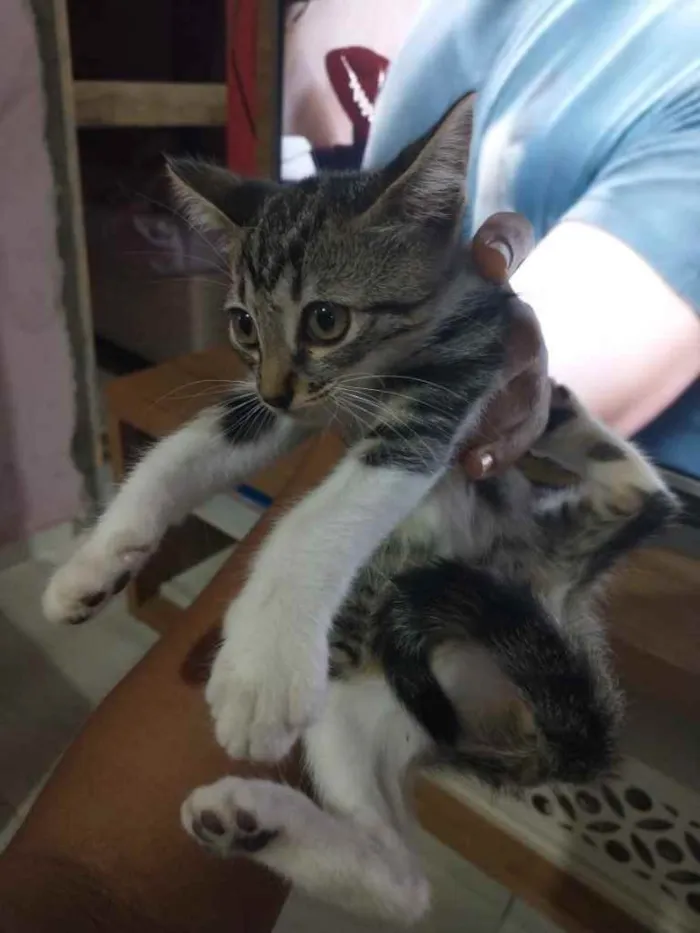 Gato raça Srd idade 2 a 6 meses nome Filhotinha