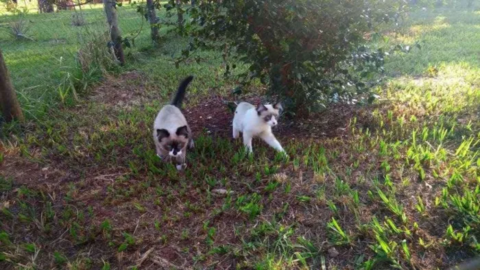 Gato ra a Siamês idade 7 a 11 meses nome Pops