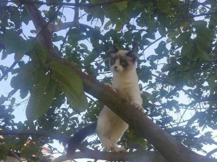 Gato ra a Siamês idade 7 a 11 meses nome Pops