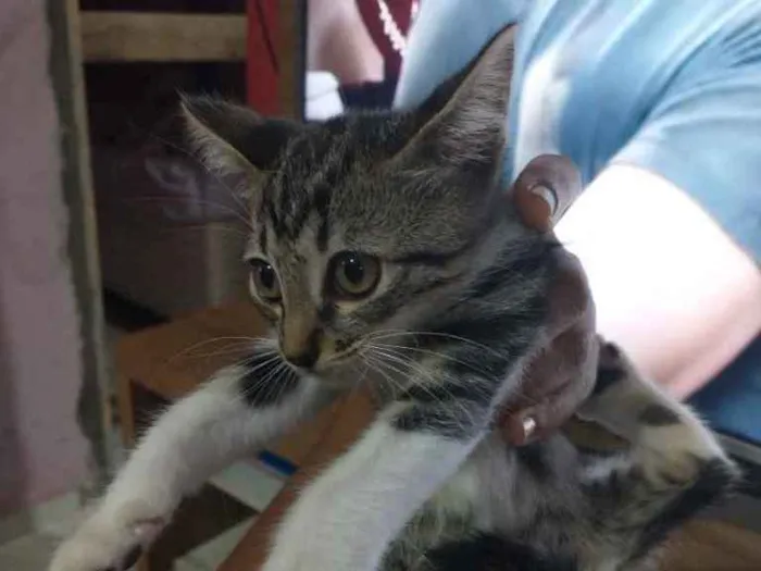 Gato raça Srd idade 2 a 6 meses nome Filhotinha