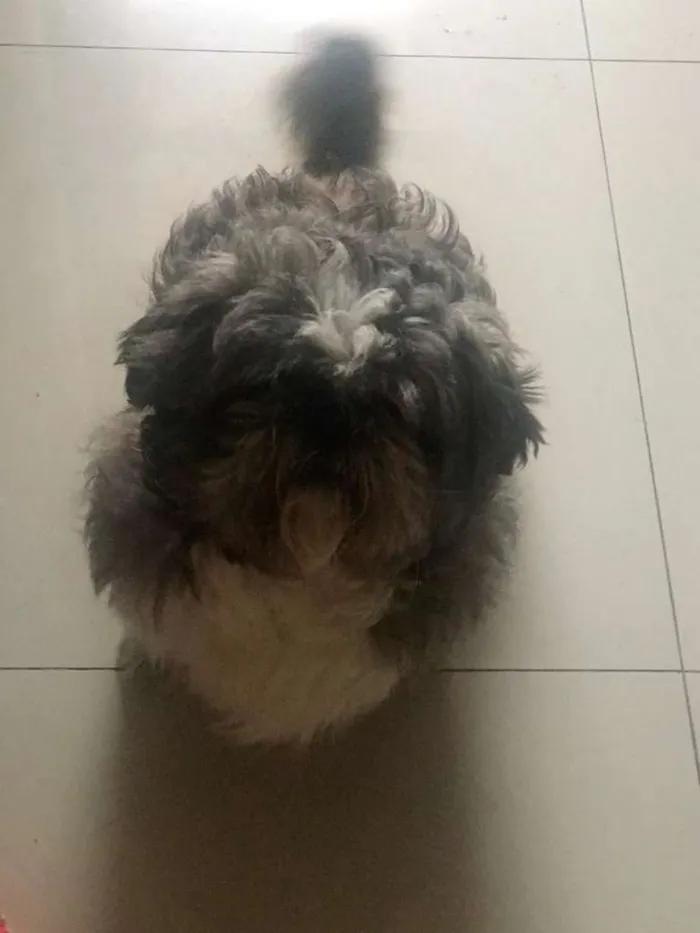 Cachorro ra a Shih Itzu idade 4 anos nome SHIH ITZU
