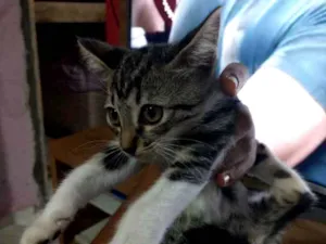 Gato raça Srd idade 2 a 6 meses nome Filhotinha