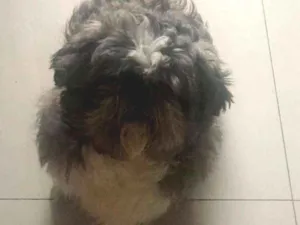 Cachorro raça Shih Itzu idade 4 anos nome SHIH ITZU