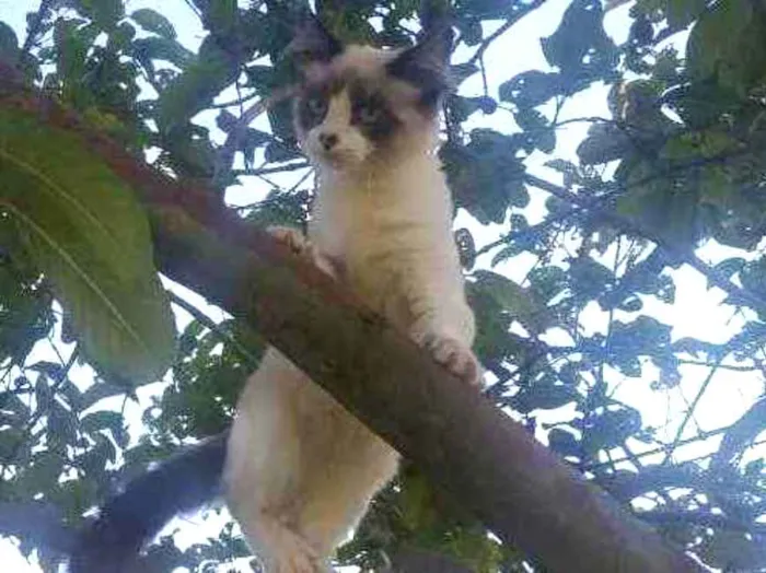 Gato ra a Siamês idade 7 a 11 meses nome Pops