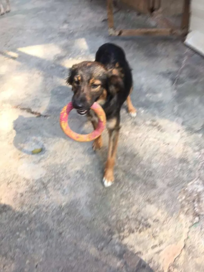 Cachorro ra a SRD idade 1 ano nome LILI