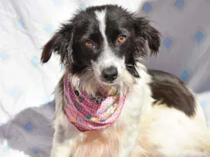 Cachorro raça SRD idade 1 ano nome Ramona