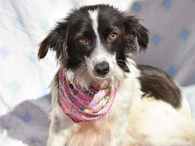 Cachorro ra a SRD idade 1 ano nome Ramona
