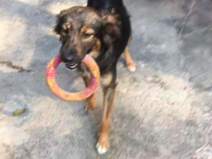 Cachorro ra a SRD idade 1 ano nome LILI