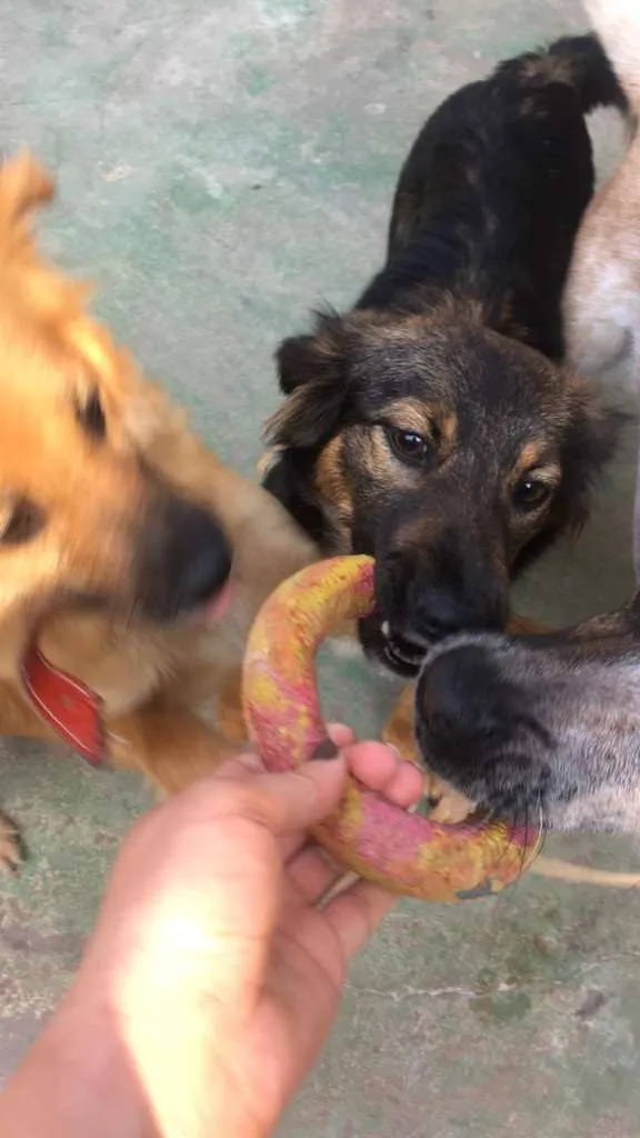 Cachorro ra a SRD idade 1 ano nome LILI