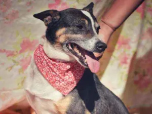 Cachorro raça SRD idade 4 anos nome Benta 