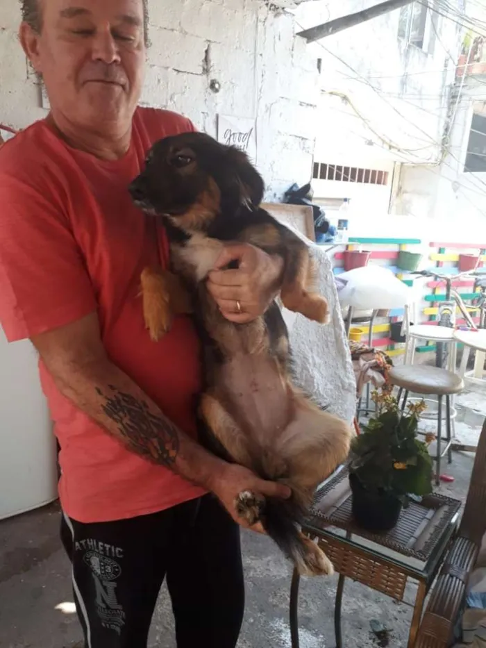 Cachorro ra a SRD idade 1 ano nome LILI
