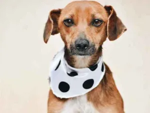 Cachorro raça SRD idade 1 ano nome Olivia 