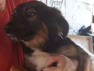 Cachorro ra a SRD idade 1 ano nome LILI