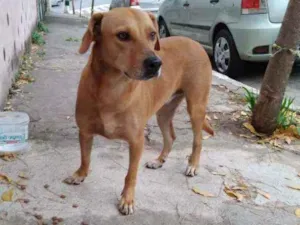 Cachorro raça SRD idade 2 anos nome Deisy