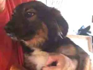 Cachorro raça SRD idade 1 ano nome LILI