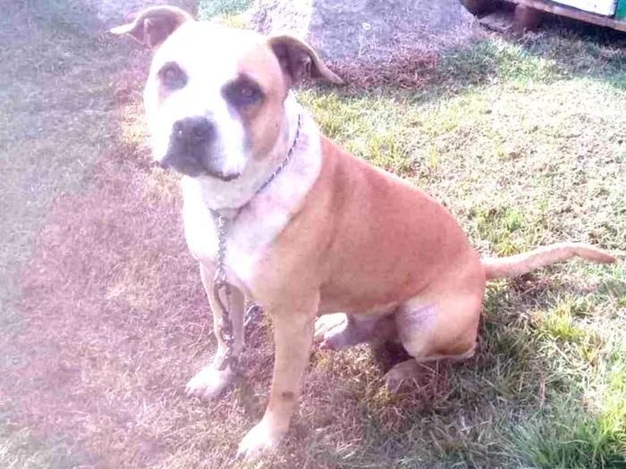Cachorro ra a Pitbul idade 4 anos nome Não sei 
