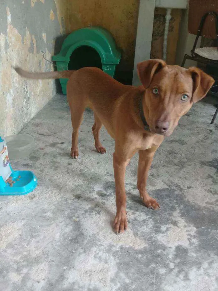 Cachorro ra a sem Raça definida idade 1 ano nome Duck