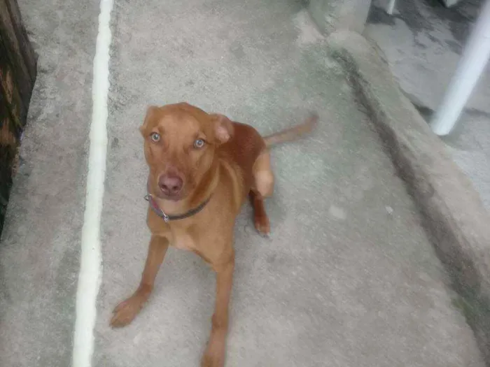 Cachorro ra a sem Raça definida idade 1 ano nome Duck