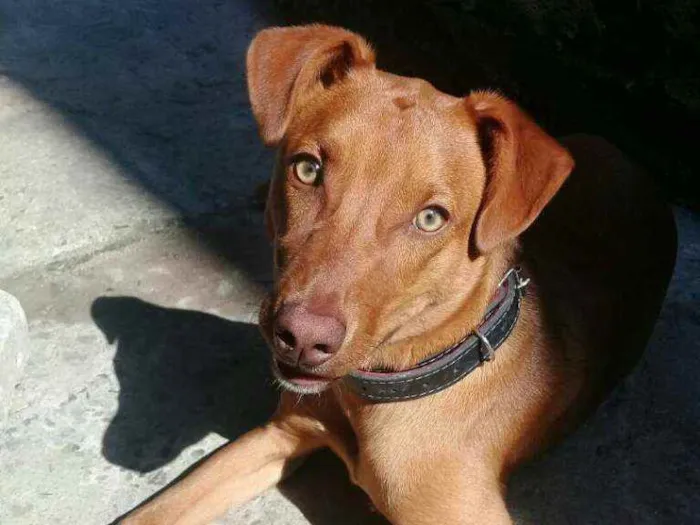 Cachorro ra a sem Raça definida idade 1 ano nome Duck