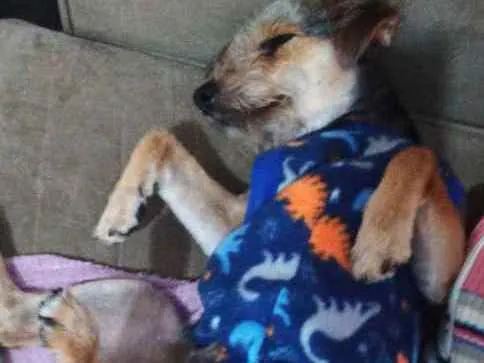 Cachorro ra a Indefinido idade 2 anos nome Jaicke