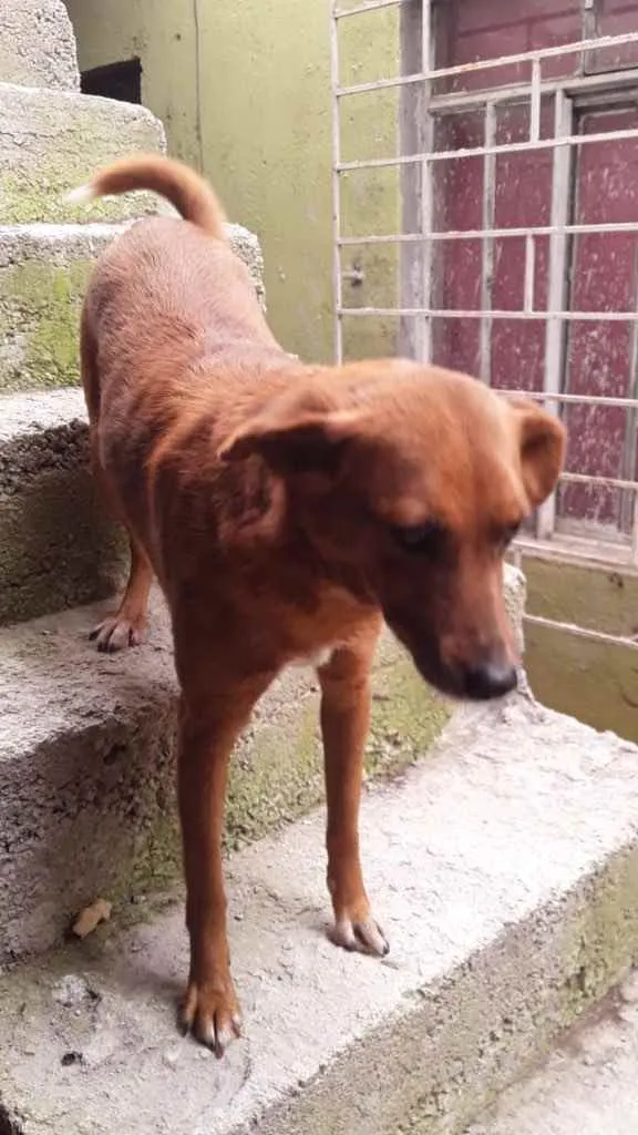 Cachorro ra a Vira lata idade 5 anos nome Sem nome