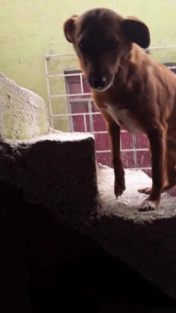 Cachorro ra a Vira lata idade 5 anos nome Sem nome