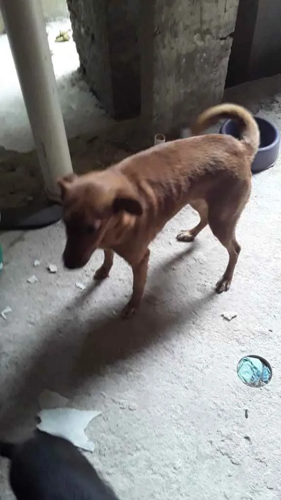 Cachorro ra a Vira lata idade 5 anos nome Sem nome