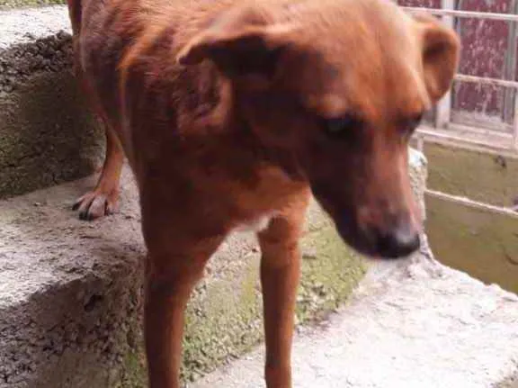 Cachorro ra a Vira lata idade 5 anos nome Sem nome