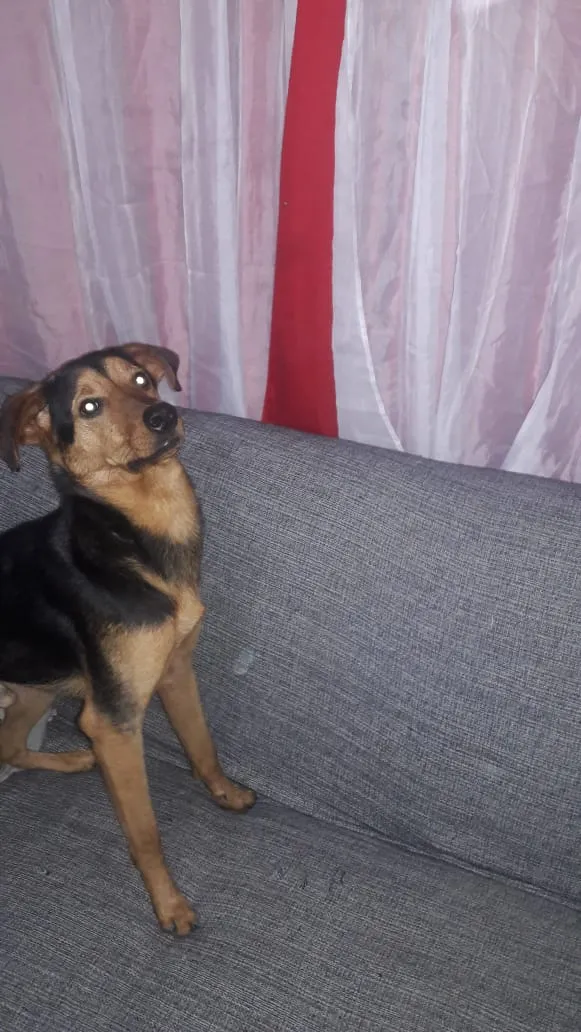 Cachorro ra a Vira-lata com rotvaler idade 7 a 11 meses nome Thor