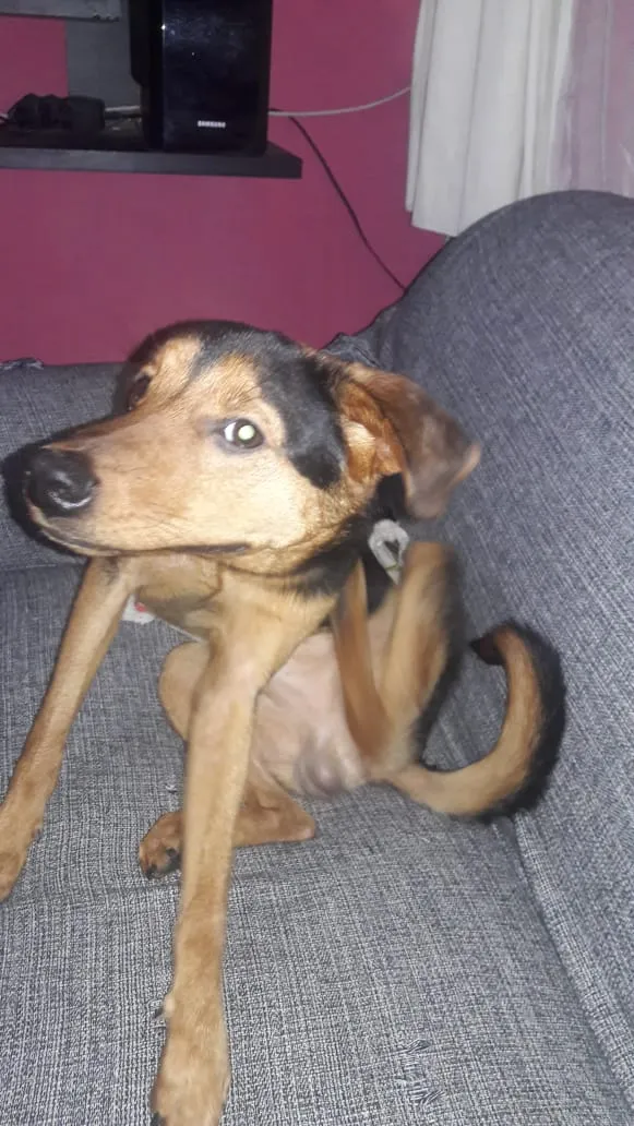 Cachorro ra a Vira-lata com rotvaler idade 7 a 11 meses nome Thor