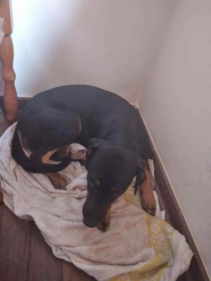 Cachorro ra a  idade 2 a 6 meses nome Susi