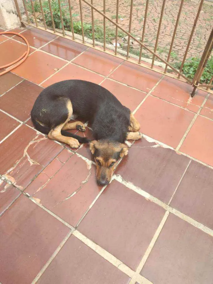 Cachorro ra a Pastor Alemão idade 7 a 11 meses nome Rubinho