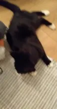 Pipoca