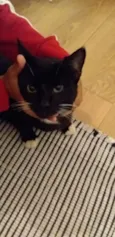 Pipoca